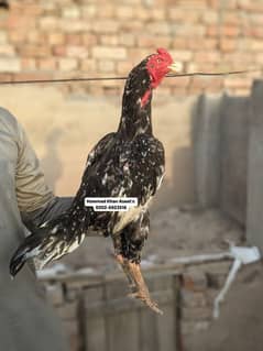 mainwali