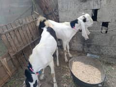 Gulabi cross BAKRA