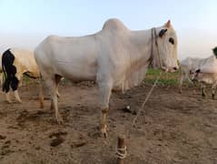 Fateh jhangi bulls, goats and sheeps