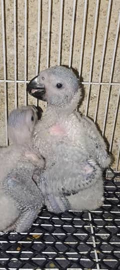 GREY parrot Congo size chick available