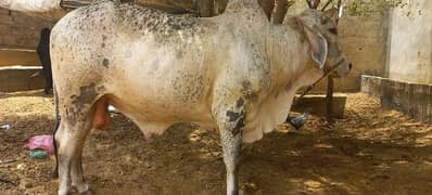 qurbani