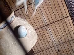 budgies with chicks