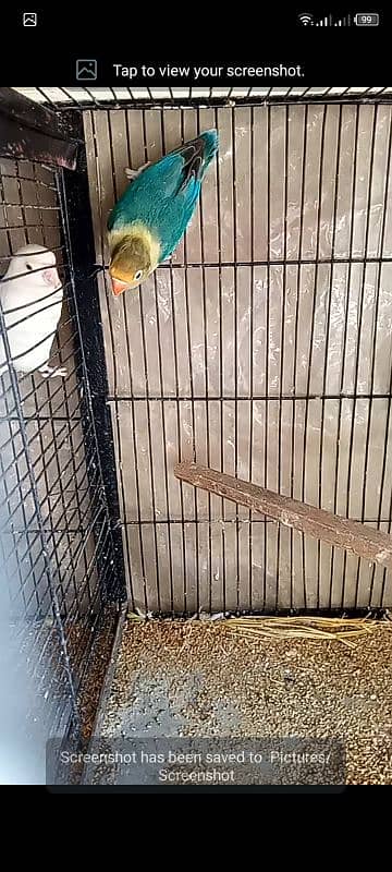 parblue breeder male,albino red eye breeder female for sell 1
