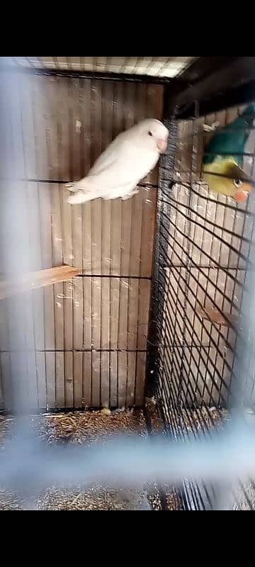 parblue breeder male,albino red eye breeder female for sell 2