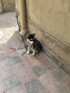 Odd