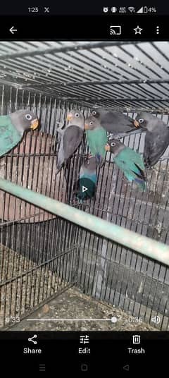 black mouve blue Fischer fisher personata pasnata parrot