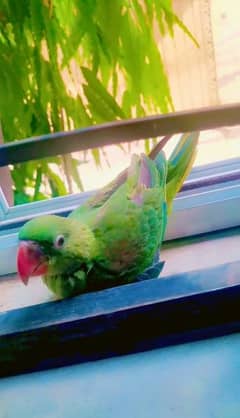 Beautiful Kashmiri Raw Parrot Chick (WhatsApp :0*3-2*0-4*6-4*8-4*2-8)
