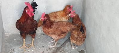 Desi Murga & Murgi