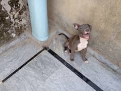 amarican bully female full active