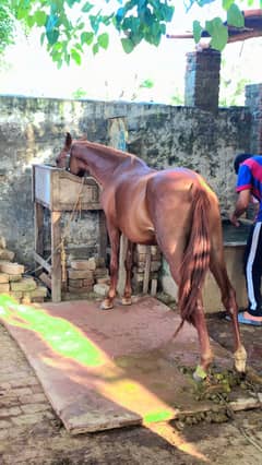 Ghori for sale