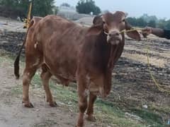 Berhaman bull for Eid