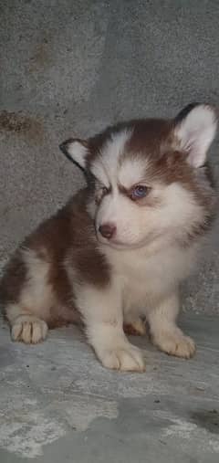 husky puppies for sale extreme woolly coat