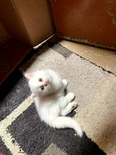 Persian kittens