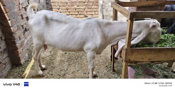 rajanpuri beautiful goat for qurbani 2025