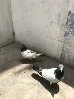 Mix pigeons