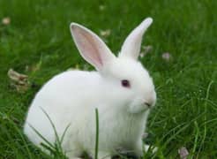 red eye white bunny