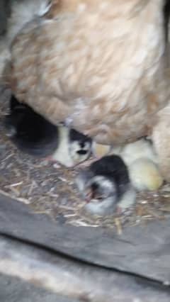 aseel chicks male female & pair