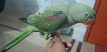 Pahari