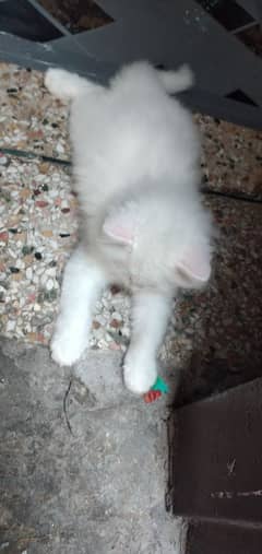Persian Kittens