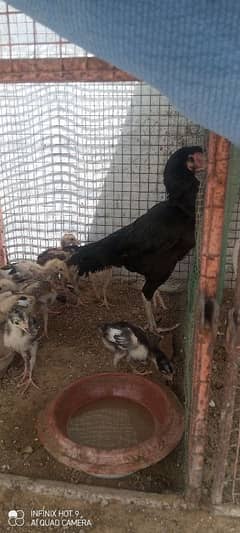 aseel chicks
