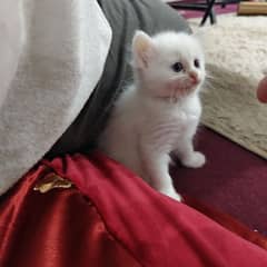 White Persian Kittens with Blue Eyes
