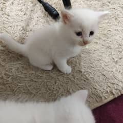 White Persian Kittens with Blue Eyes