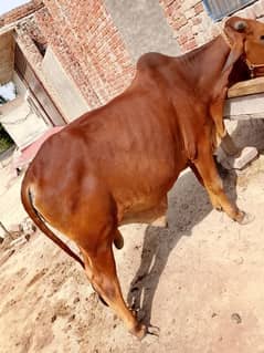Sahiwal Bachra | Wacha | Qurbani ka Janwar | Bull | Cow For Sale