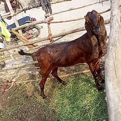 Nagri Bakri