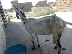 Bakri with baby for sale