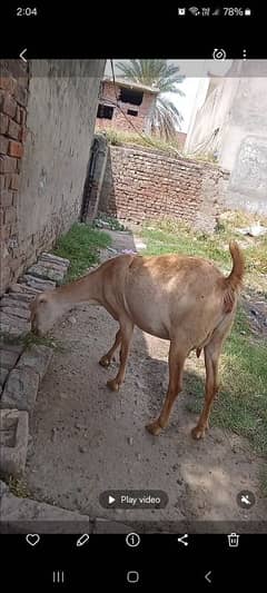 gaban
