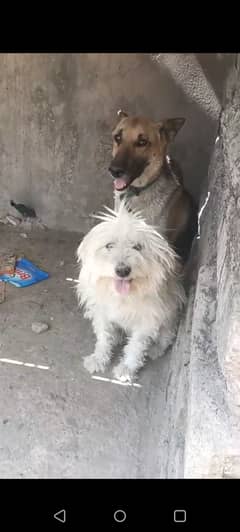 Dog is good for breed