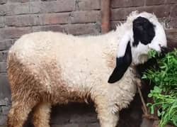 چھترا/ kajla | chatra | sheep | bakra | goat | dumba | Layla |qurbani