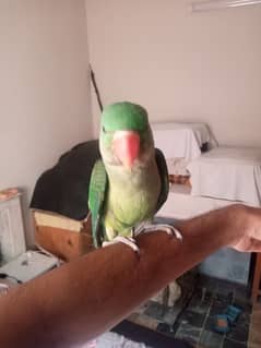 tammed male parrot