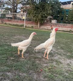 Pure White OH Shamo Chicks