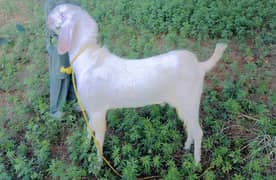 Goat For Sale