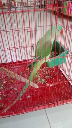 Kashmiri Raw parrot for sale