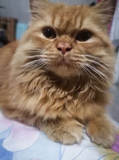 lovely kitten