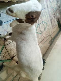 Bakri for sale