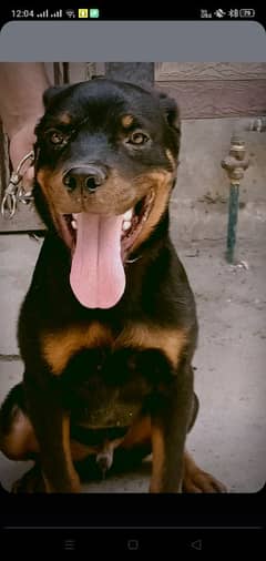 German Rottweiler Male
