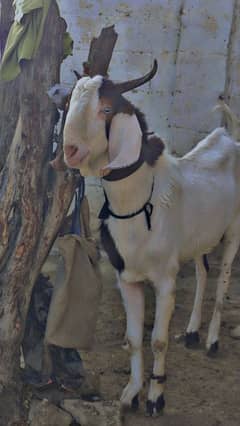 PUNJAB