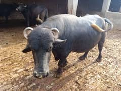 bull for sale