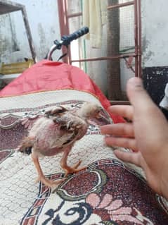 aseel Chicks jawa breed