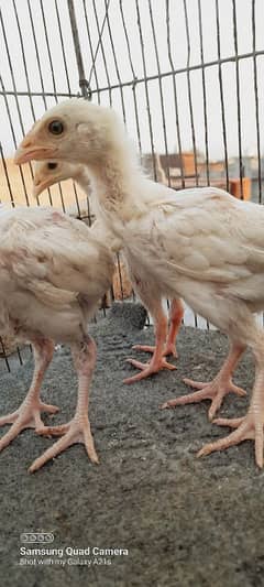 3 pepar White Heera pathy White nok nali men