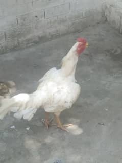 aseel Heera murga for sale