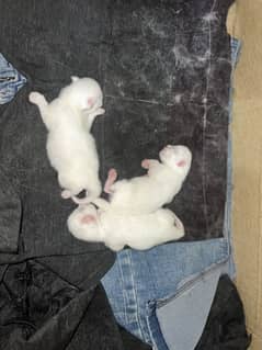 Persian kitten triple coated