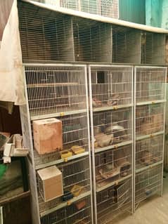 Bird Cages