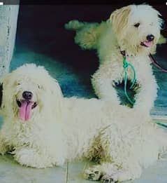 Quality breed Poodle puppies