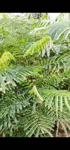 gulmohar