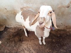 Turkey dumba