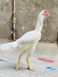 GERMAN KING O SHAMO FEMALE